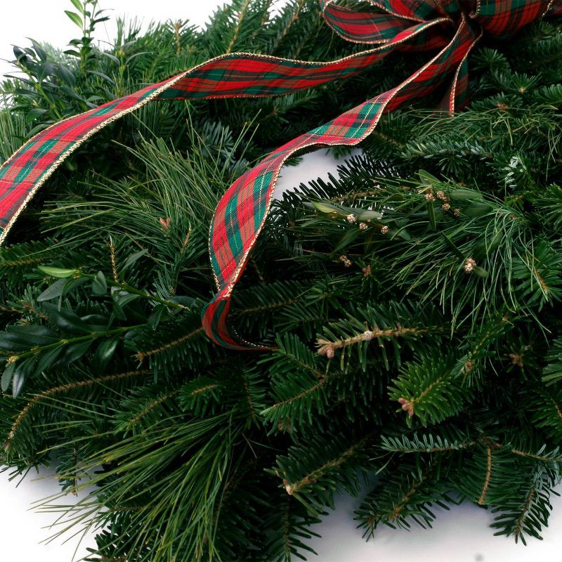 Bluberry 'Tift' 1pc - National Plant Network U.S.D.A Hardiness Zone 7-9 - 2.5 Quart