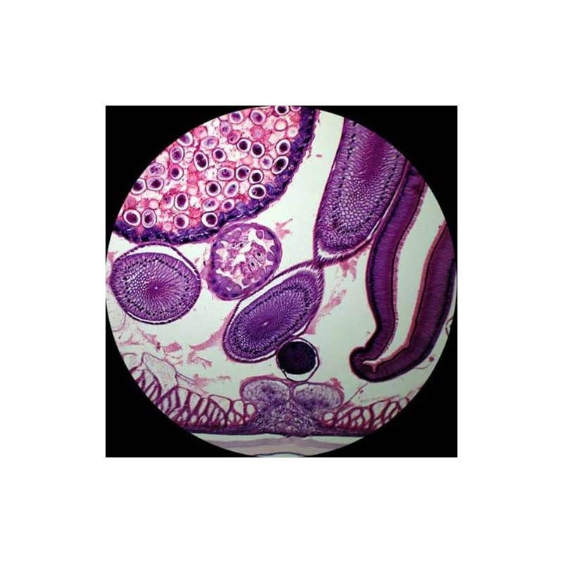 K104YY Elementary StereoDissecting Microscope 10x and 16x Widefield Eyepiece 20x32x Magnification Reversible BlackWhite Stage Plate HeavyDuty Frame