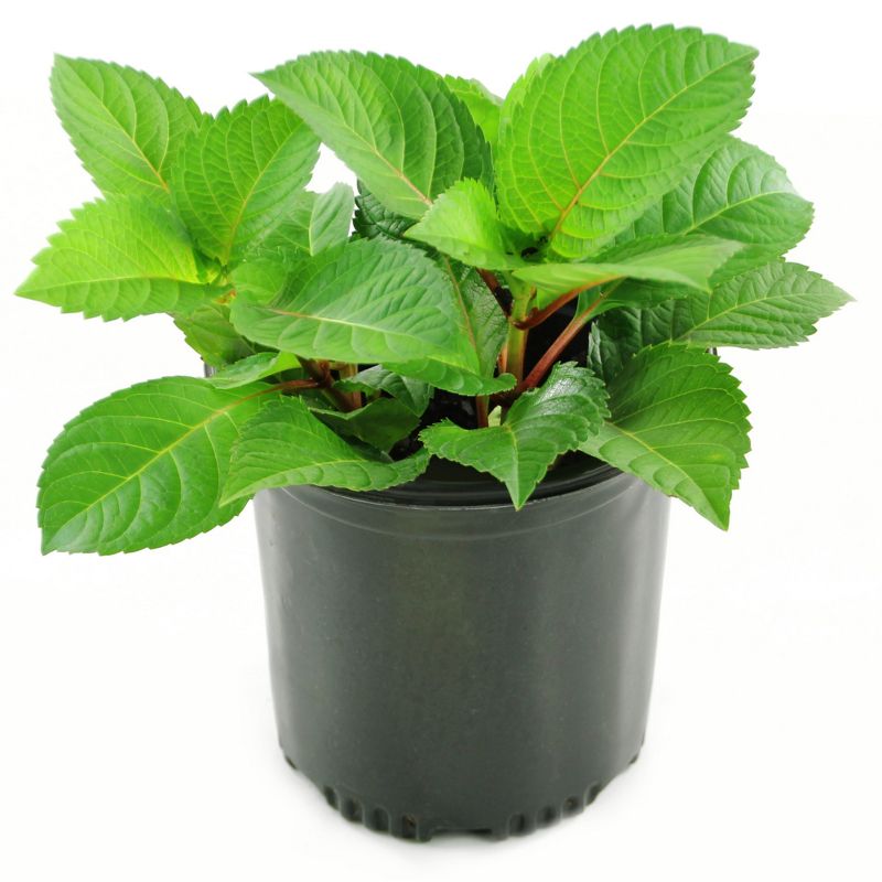 Bluberry 'Tift' 1pc - National Plant Network U.S.D.A Hardiness Zone 7-9 - 2.5 Quart