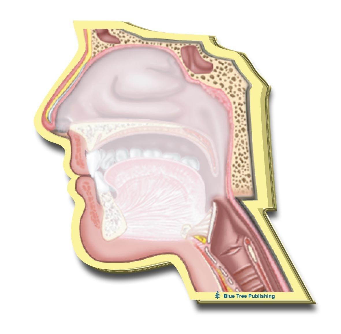 Head Sticky Notes, 10 Packs-100 Sheets Per Pack