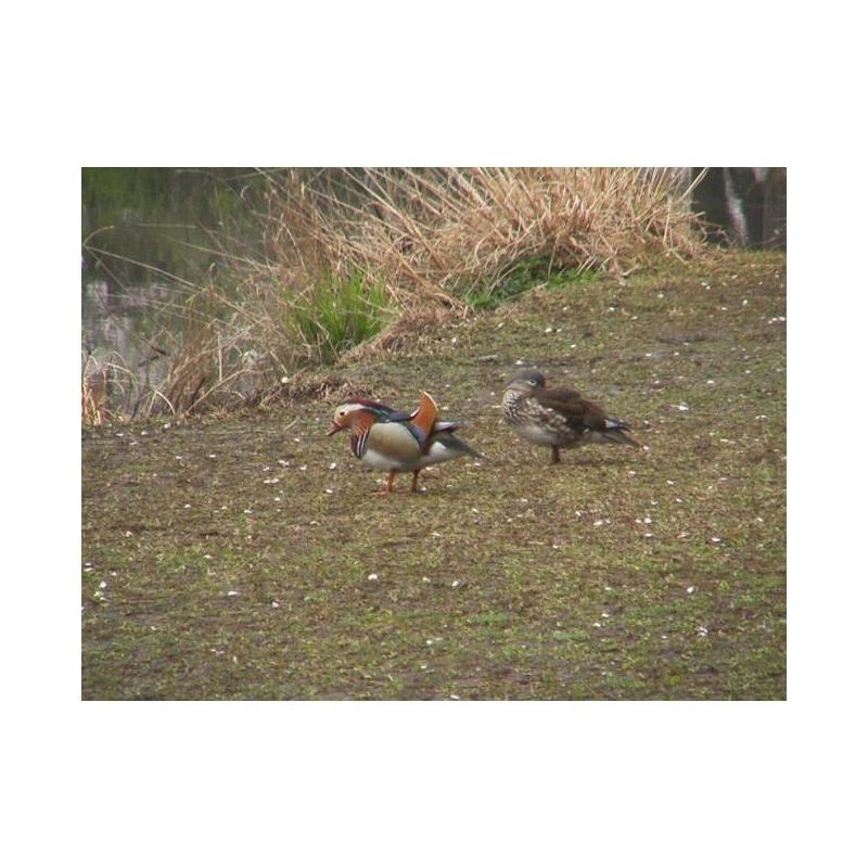 Raynox DCR-2025 Pro 2.2x Still Cameras Telephoto Lens #DCR-2025PRO