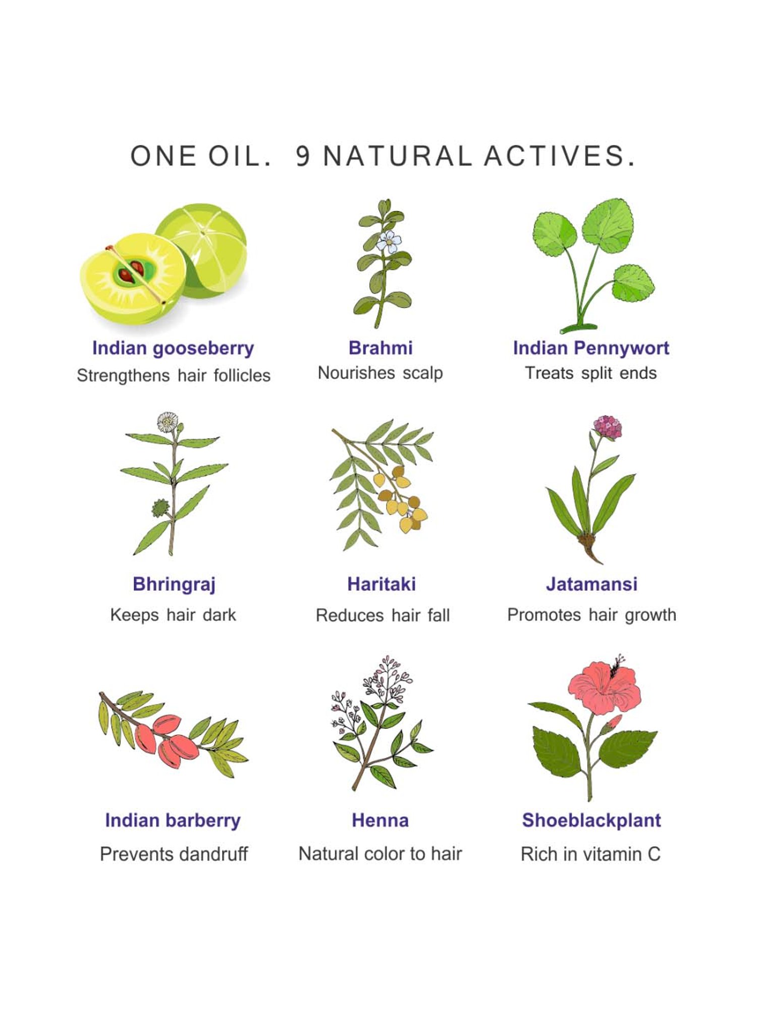 The Paradise Tree's Jatamansi and Brahmi Hair Therapy Oil - 200 ml