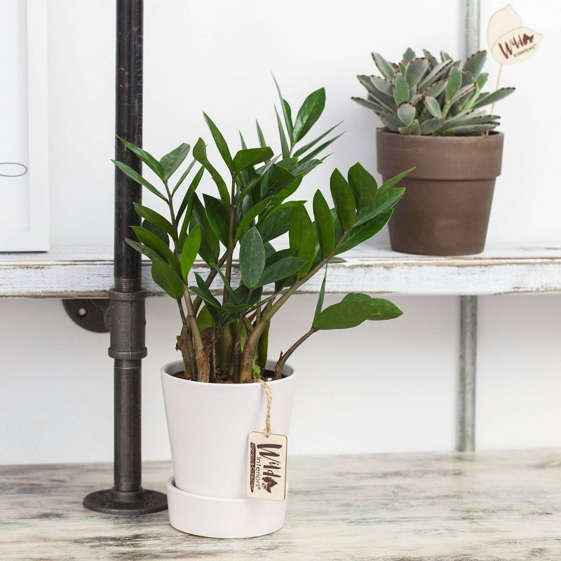 Wild Interiors 5" ZZ Signature Foliage in Ceramic