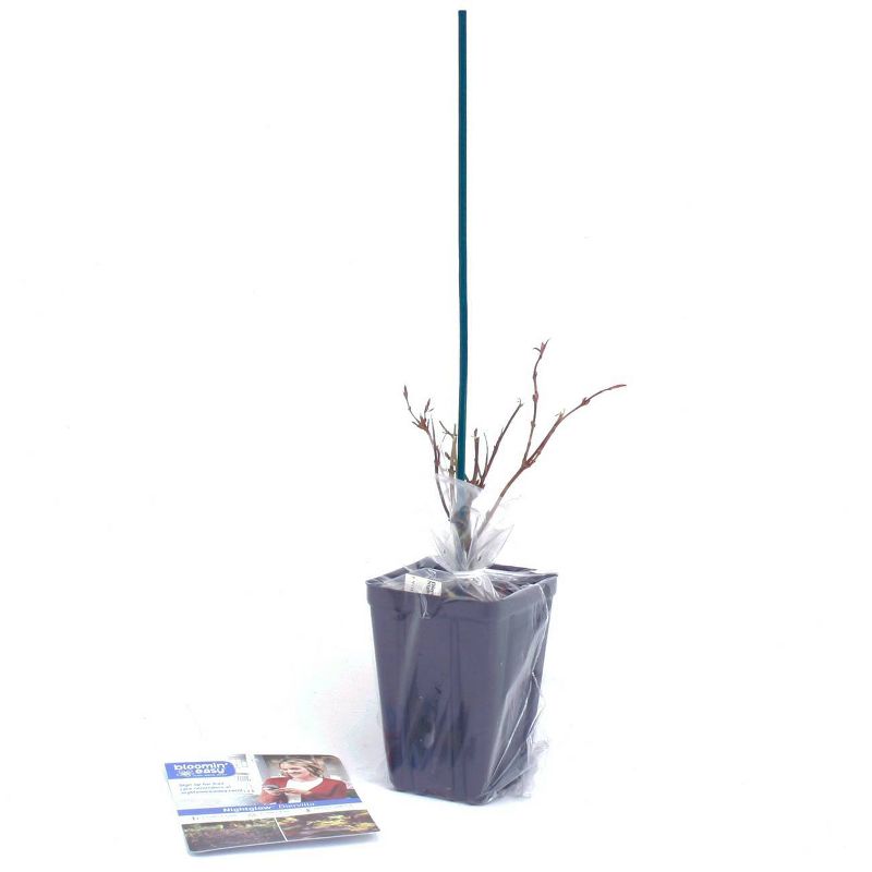 Diervilla Nightglow 4" Potted Rocketliners - Van Zyverden