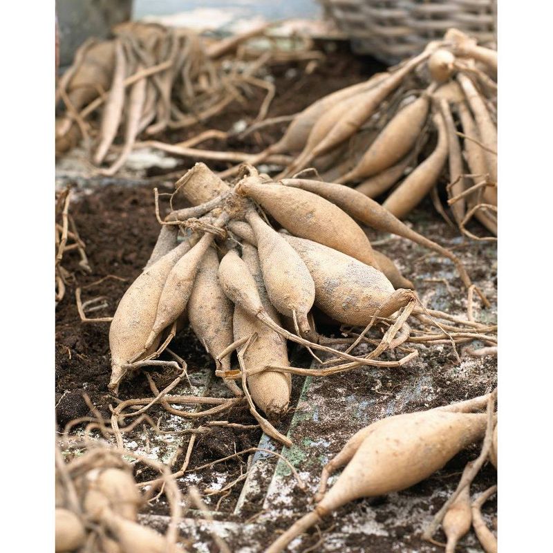 Van Zyverden Set of 5 Dahlias Rebecca's World Bulbs