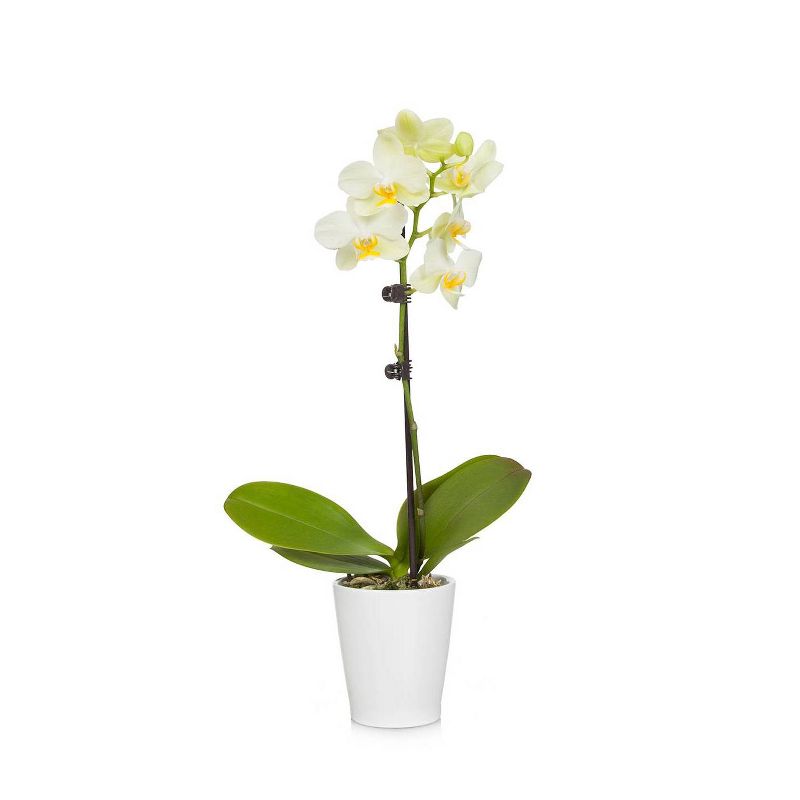 Just Add Ice 3" Yellow Orchid in Ceramic