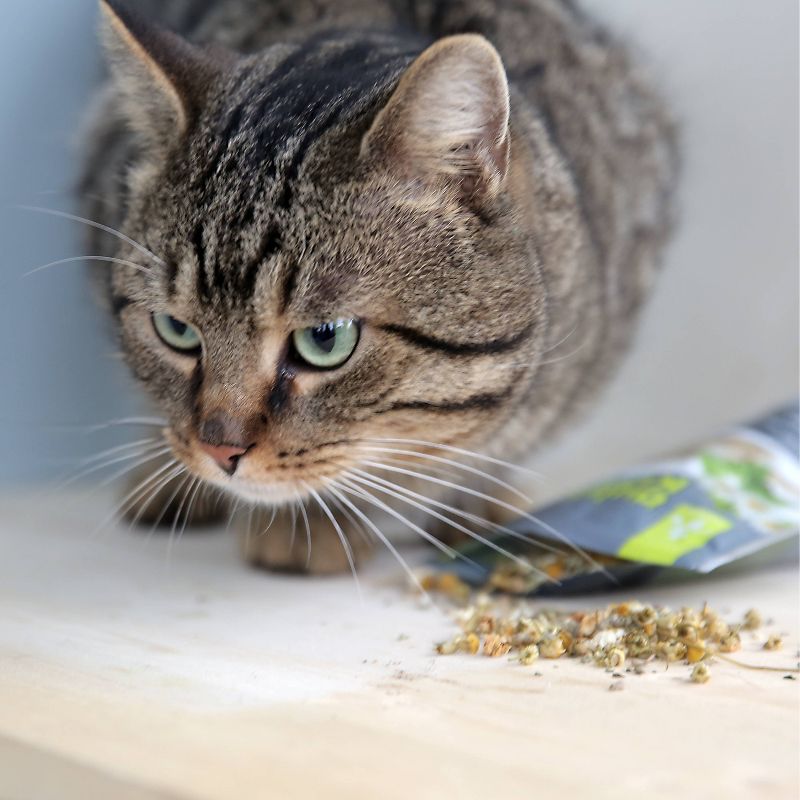 Quirky Kitty Silvervine & North American Catnip Blend Cat Treats - 1.25oz