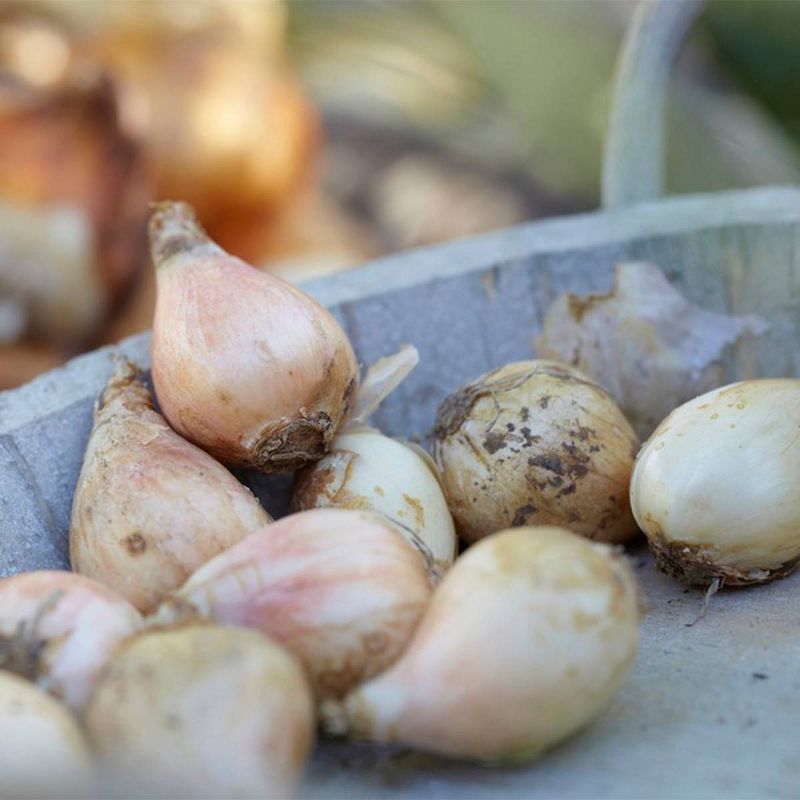 100ct Allium Blend Bulbs - Van Zyverden