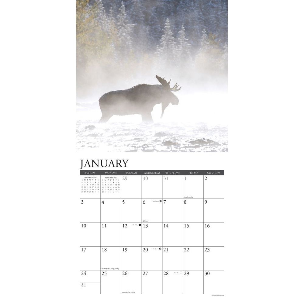 Moose 2021 Wall Calendar