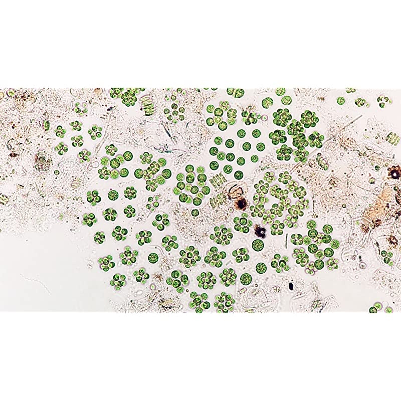 Microscope/Telescope Adapter for iPhone X