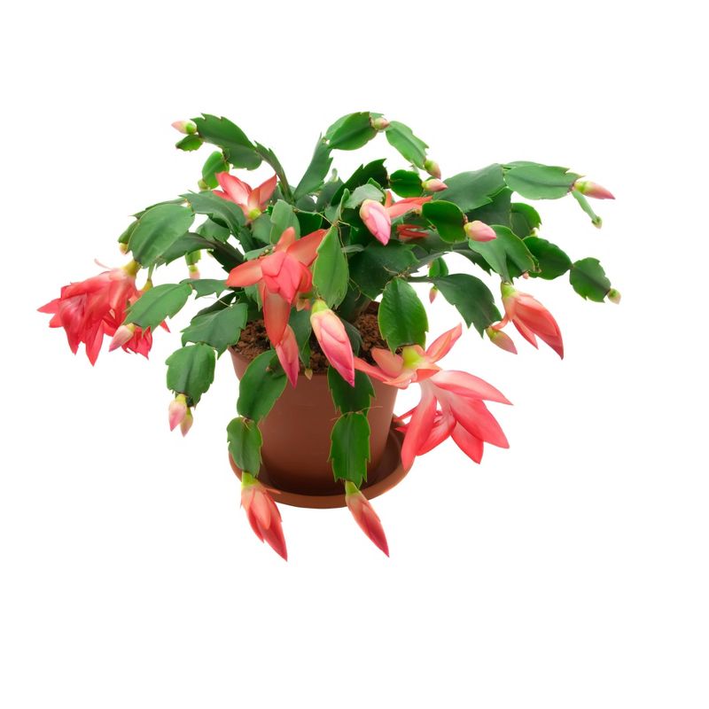 3pc Christmas Cactus - National Plant Network