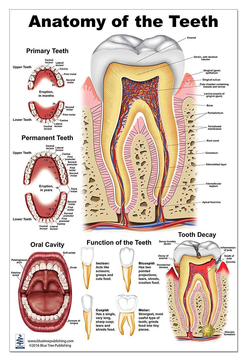 Dental (Tooth Poster Large)