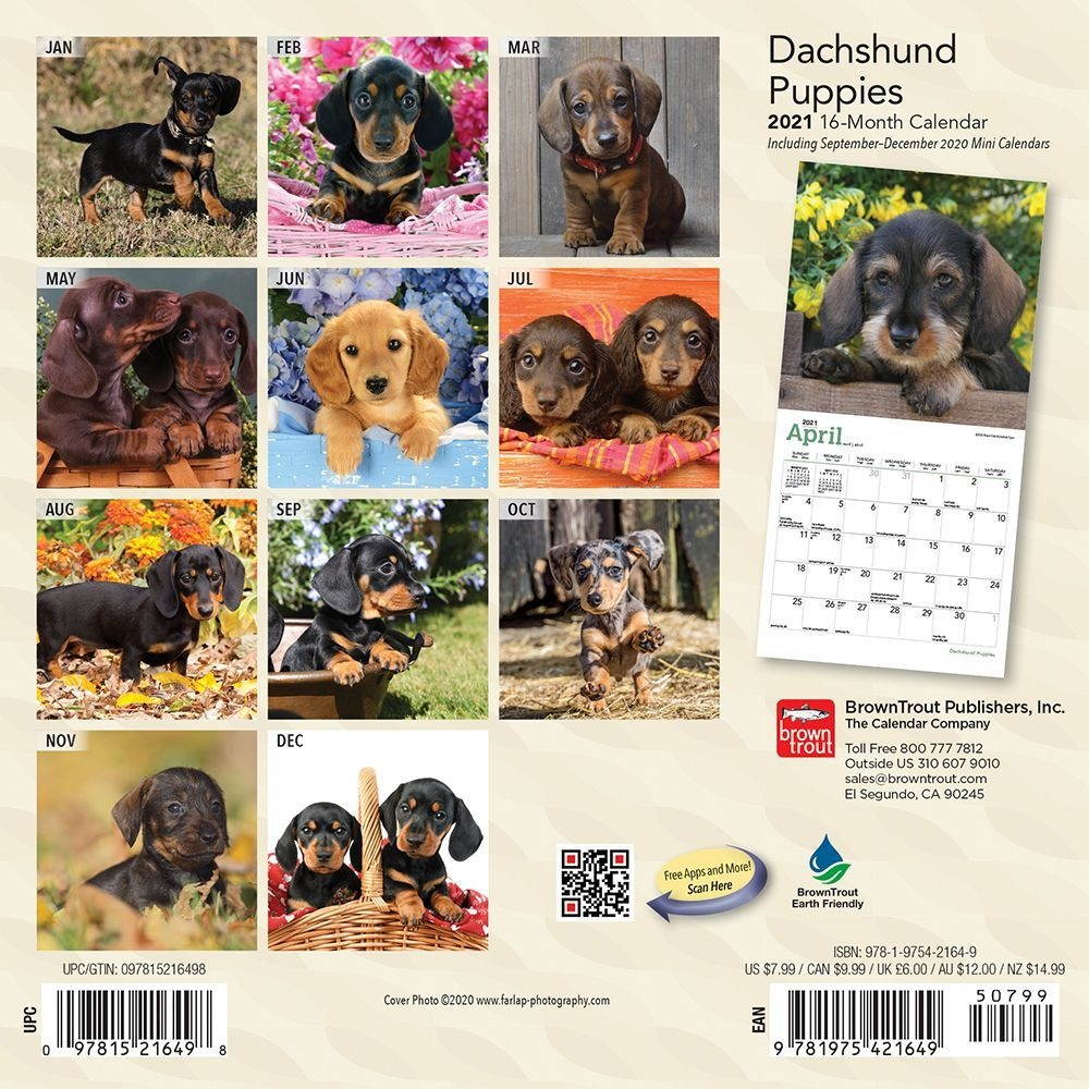 BrownTrout,  Dachshund Puppies 2021 Mini Calendar 2021