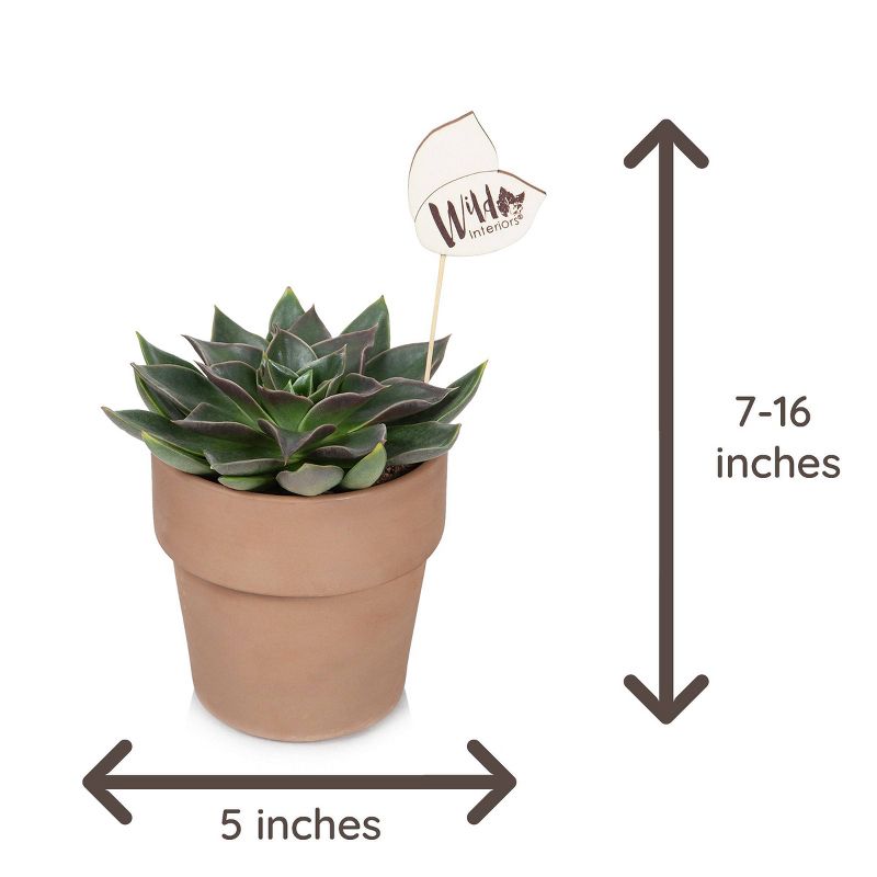 Wild Interiors 5" Echeveria Succulent in Terra Cotta