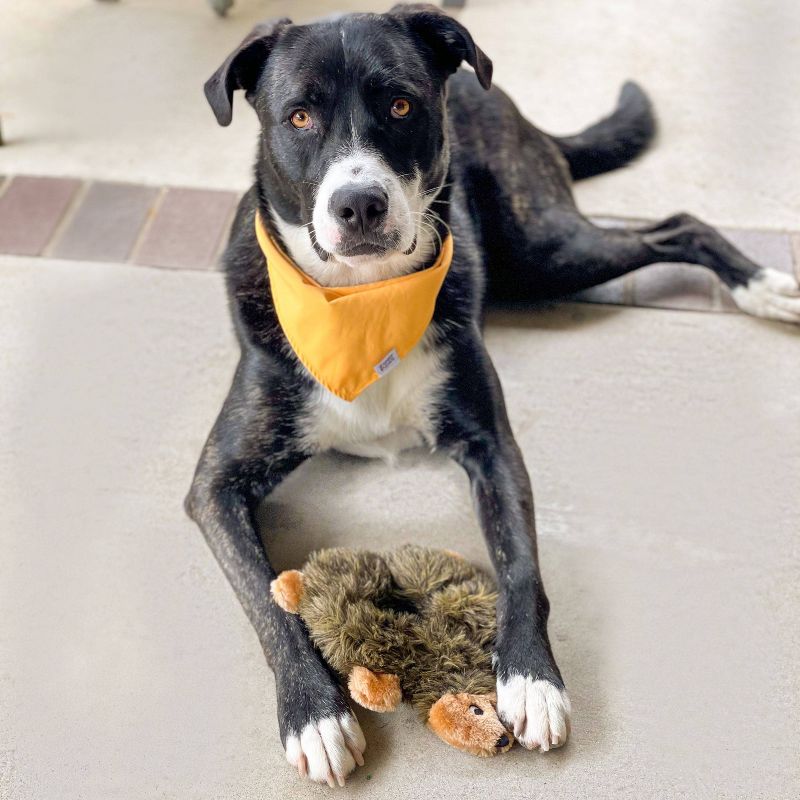 ZippyPaws Loopy Hedgehog Dog Toy