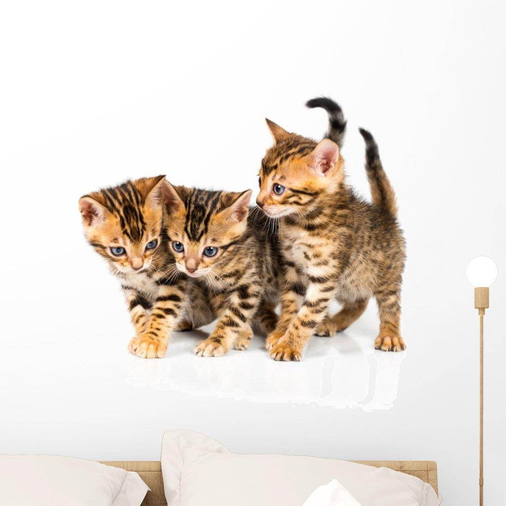 Wallmonkeys Three Bengal Kitten with Reflection on White Wall Decal Peel and Stick Graphic WM237215 (24 in W x 21 in H)