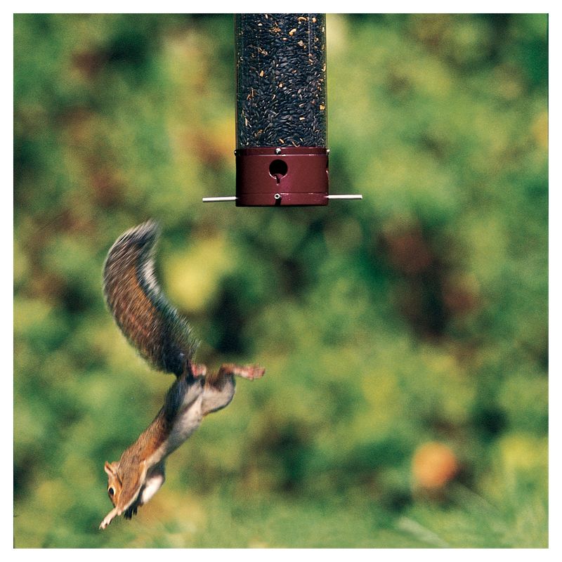 Droll Yankees Yankee Dipper Collapsing Straight Perch Squirrel Proof Bird Feeder - Red - 21"