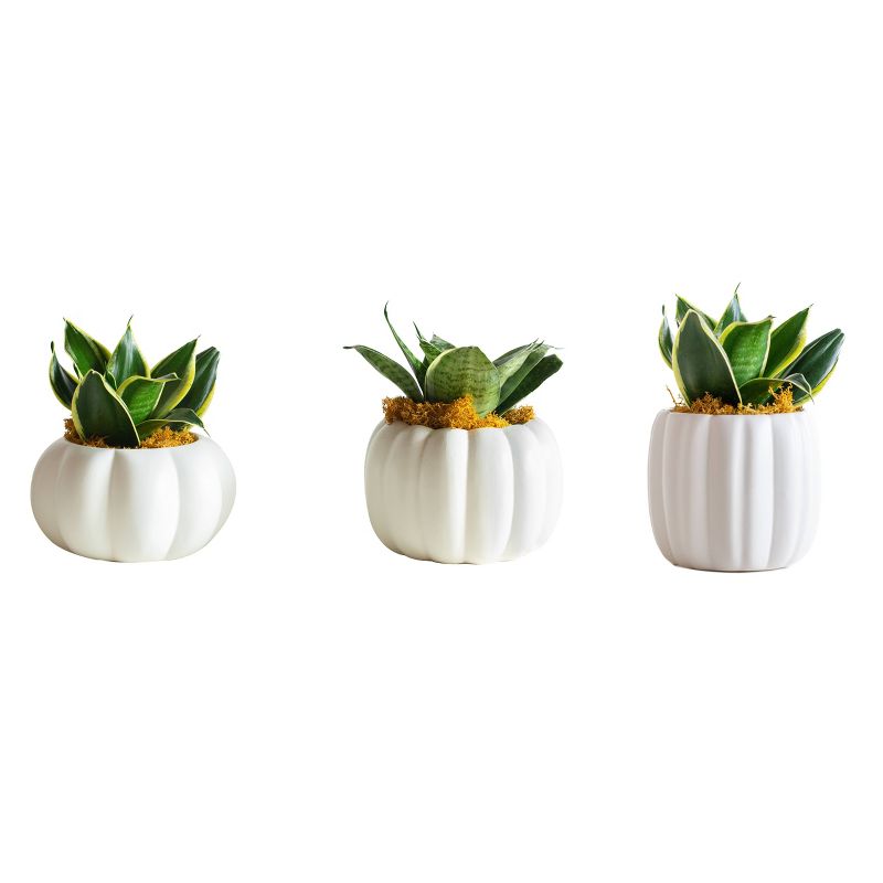 LiveTrends Abundance - 3pk