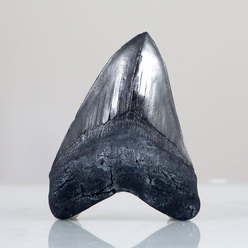 Master Replicas Megalodon Tooth Resin Fossil Replica