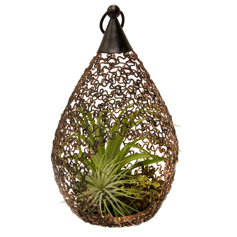 Living Lantern Air Plants In Decorative Metal Container - Livetrends Design