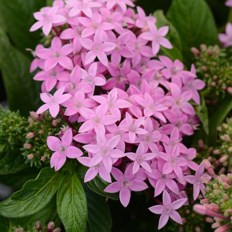 3pc Burpee Pentas Star Bright Mix - National Plant Network