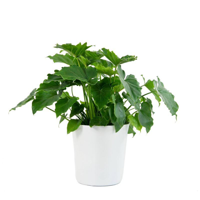 6" Shangri-La Philodendron - National Plant Network