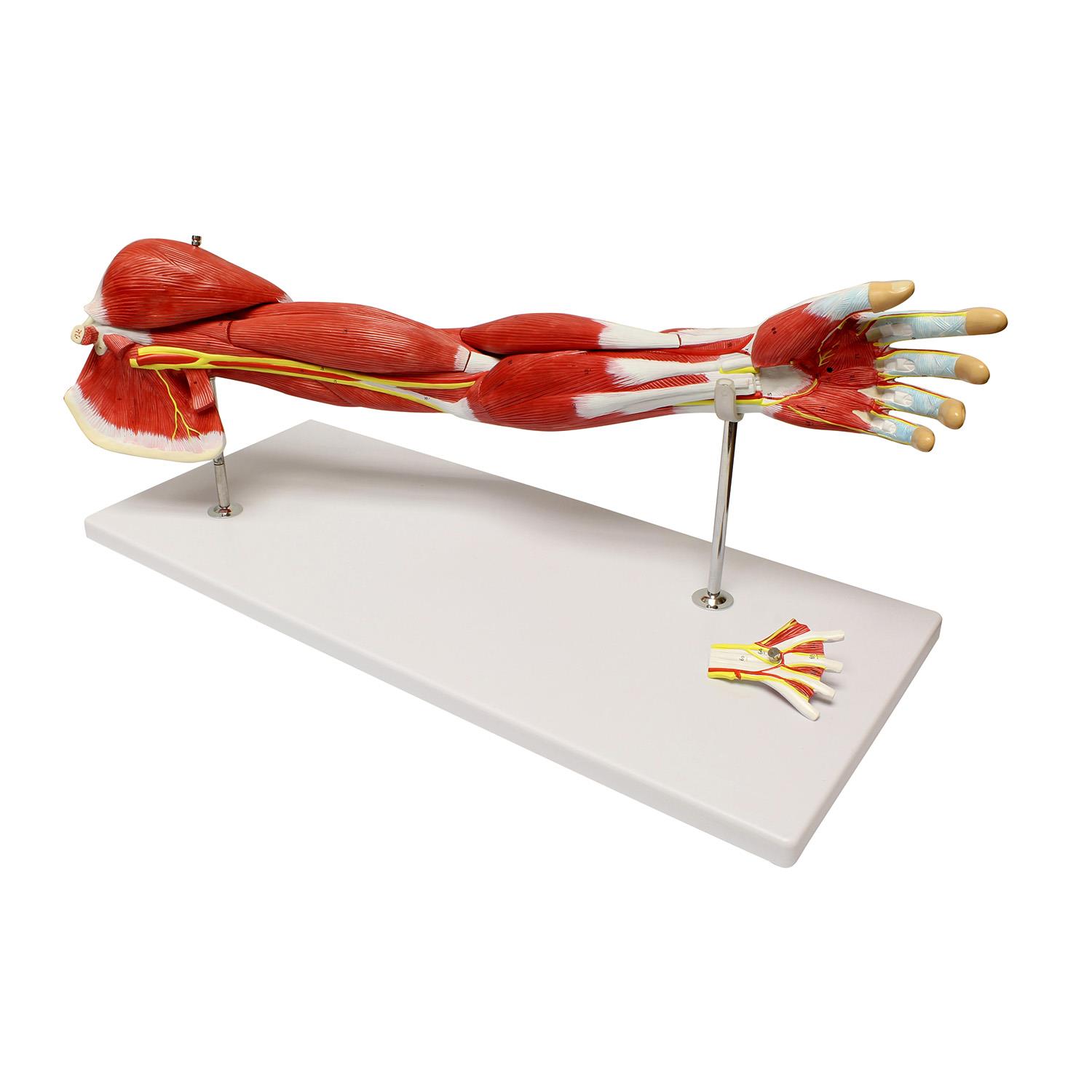 MonMed | Human Arm Anatomical Muscle Model Anatomy Arm Model &ndash; 7 Pieces