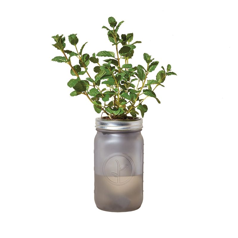 Modern Sprout Glass Jar Grow Set - Basil + Mint