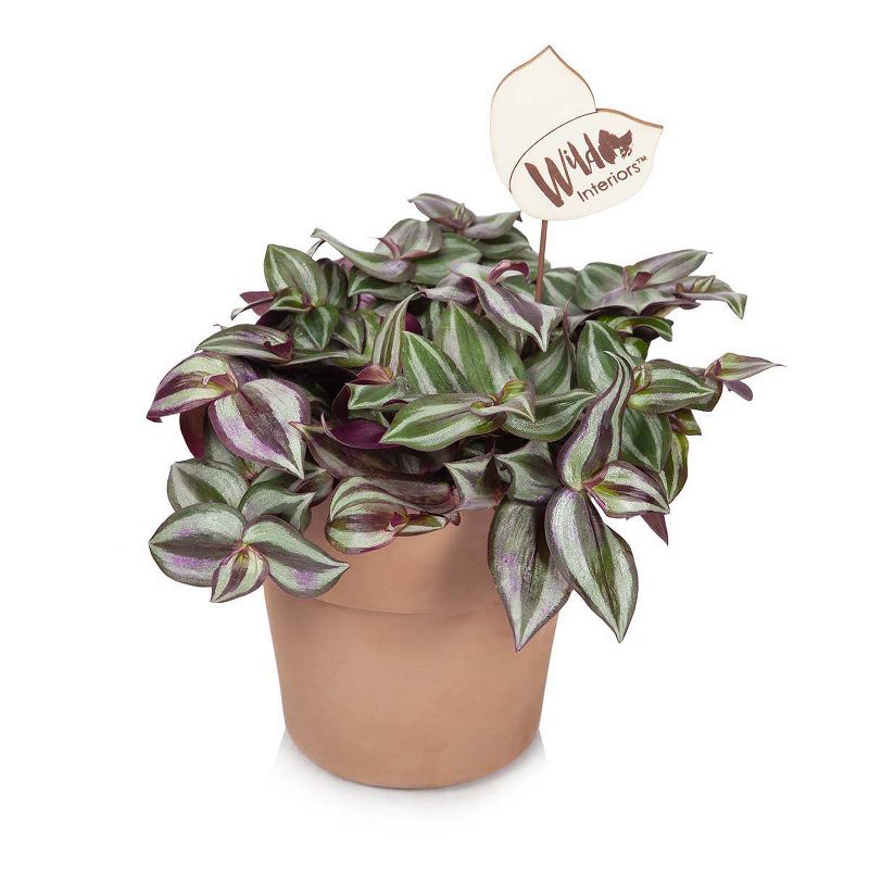 Wild Interiors 5" Trailing Foliage in Terra Cotta