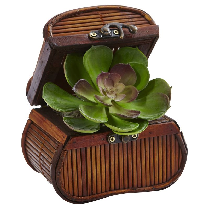 Echeveria in Chest 3pk - Nearly Natural