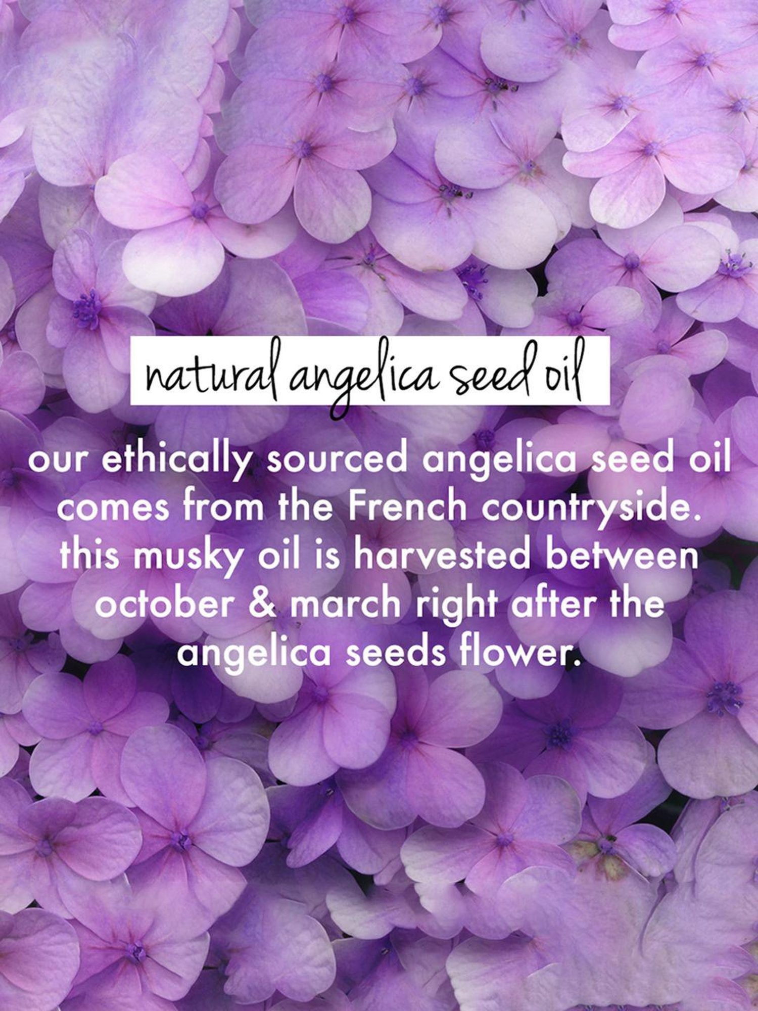 Love Beauty & Planet Rice Water & Angelica Seed Oil Curls and Waves Leave-In Conditioner - 200 ml