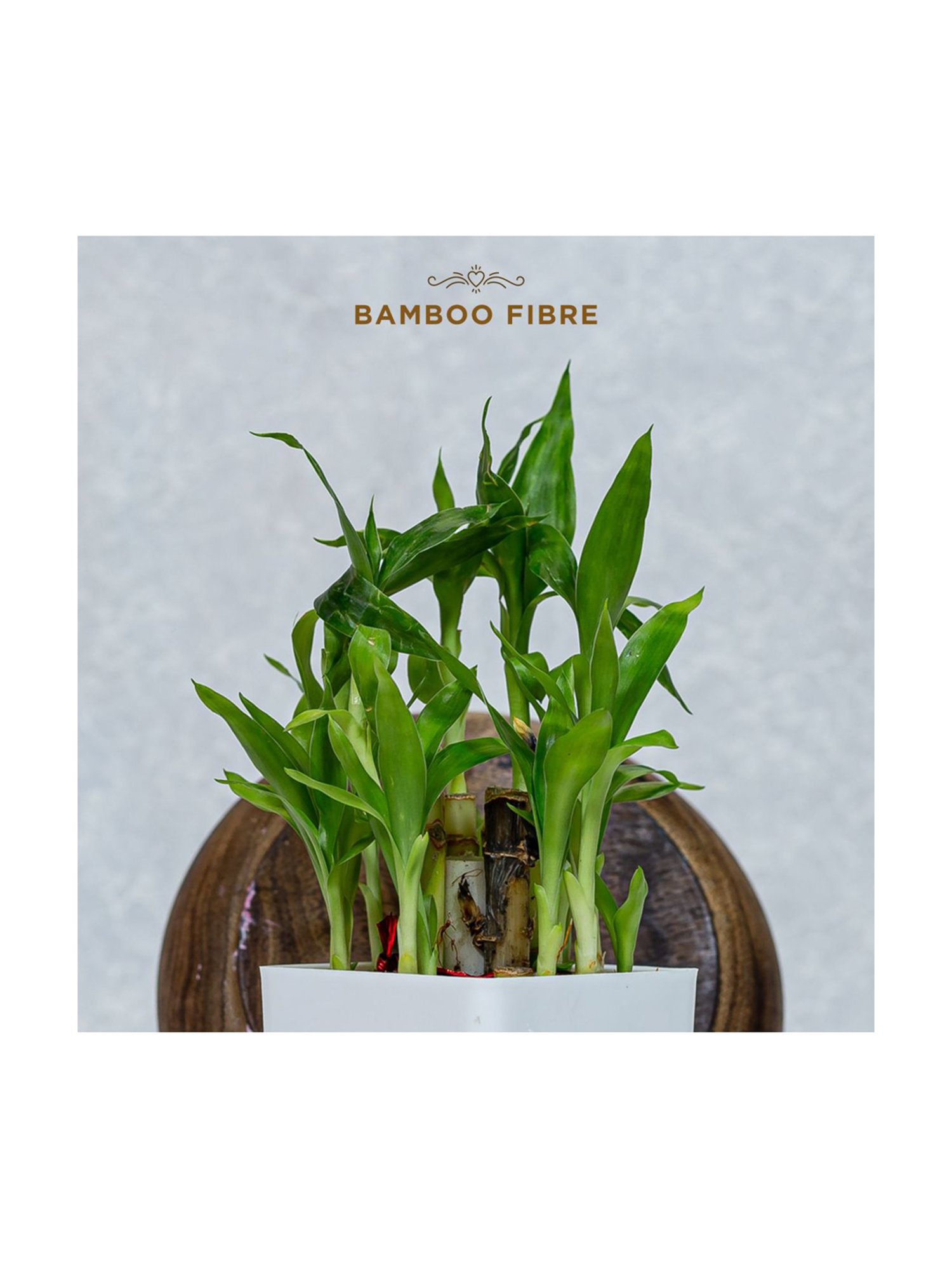 Pee Safe Organic Cotton Biodegradable Overnight Sanitary Pads (Pack of 10)