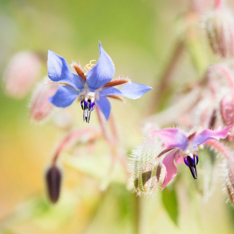 ShiKai Borage Therapy Hand Cream - 2.5 fl oz