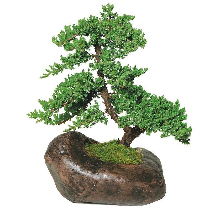 Bluberry 'Tift' 1pc - National Plant Network U.S.D.A Hardiness Zone 7-9 - 2.5 Quart