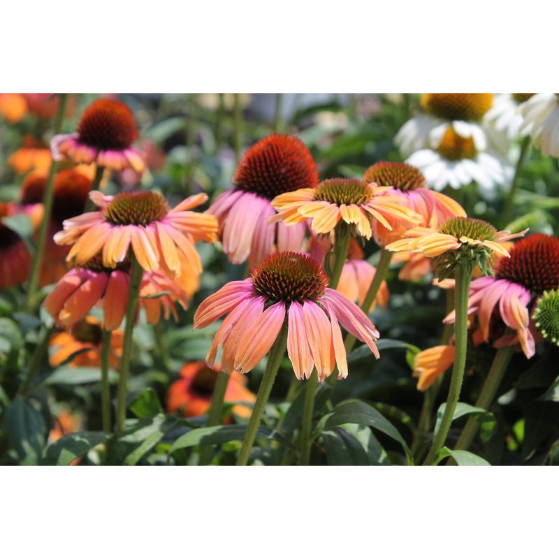 3pc Echinacea Rainbow Marcella - National Plant Network