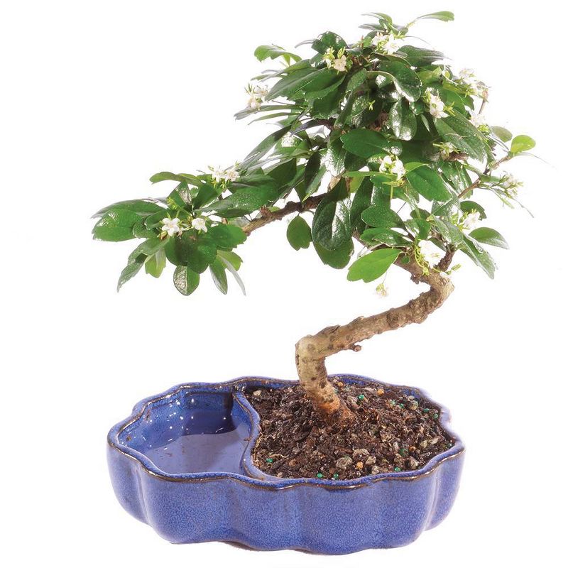 Fukien Tea Bonsai in Zen Reflections Pot - Brussel's Bonsai