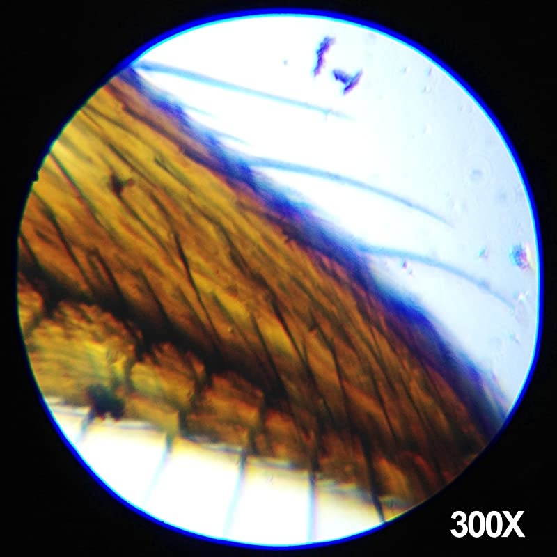 M30-ABS-KT1-WM 120X-240X-300X-480X-600X-1200X Educational Metal Arm Kids Compound Microscope Kit + Book