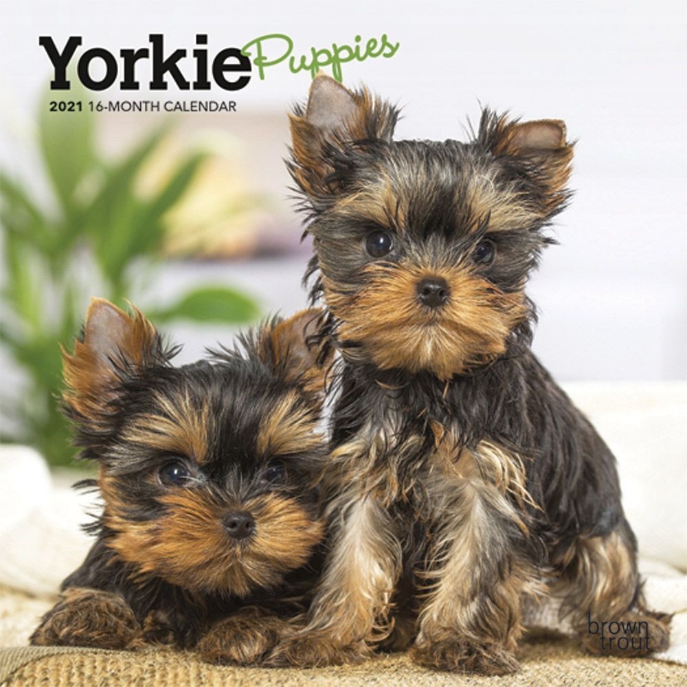 BrownTrout,  Yorkshire Terrier Puppies Mini Calendar 2021