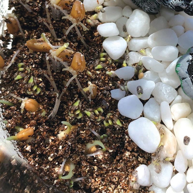 Creativity for Kids Grow N' Glow Terrarium