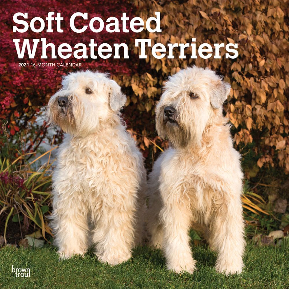 BrownTrout,  Wheaten Terriers Soft Coated Wall Calendar 2021