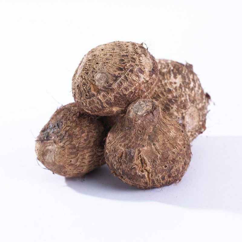 Van Zyverden Elephant Ears Bulbs Hawaiian Punch