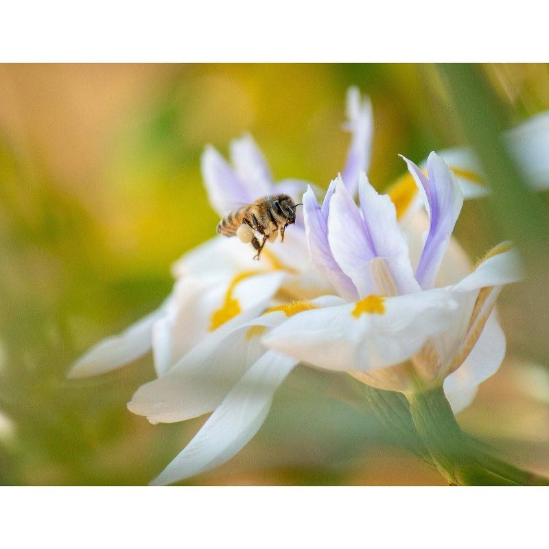 Burt's Bees Honey and Grapeseed Oil Hand Cream - 2.6oz