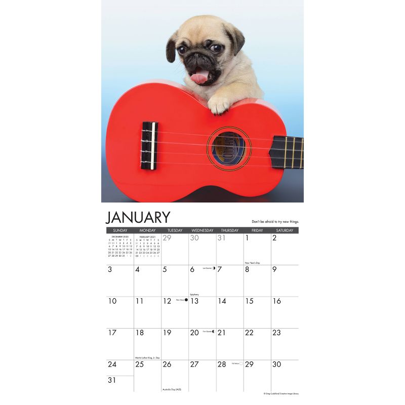 2021 Monthly Wall Calendar What Puppies Teach Us - Willow Creek Press