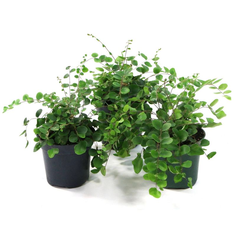 3pc Lemon Button Fern - National Plant Network
