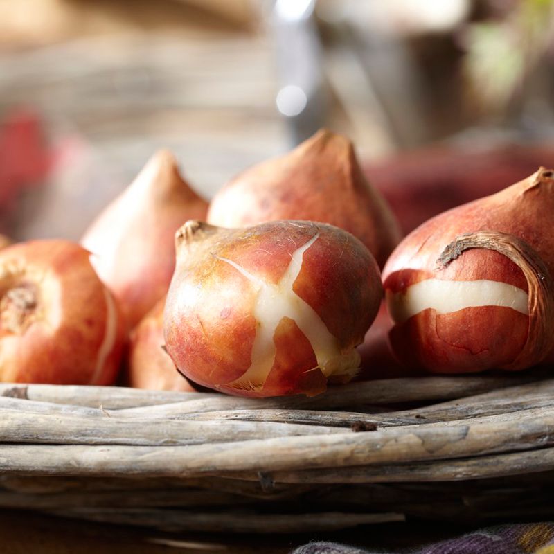 Tulips Princess Irene Set of 12 Bulbs - Orange - Van Zyverden