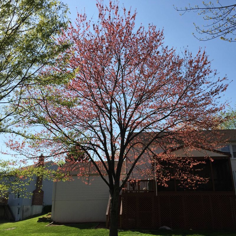 2pk Red Maple Seed Grow Kit - The Jonsteen Company