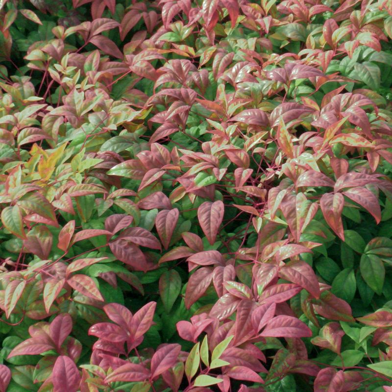 Van Zyverden Roses Mikado Root Stock