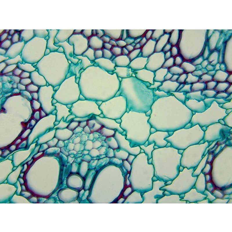 Lab Binocular Compound Microscope 40X-2000X w Blank Slides+Cover Slips+Lens Cleaning Paper