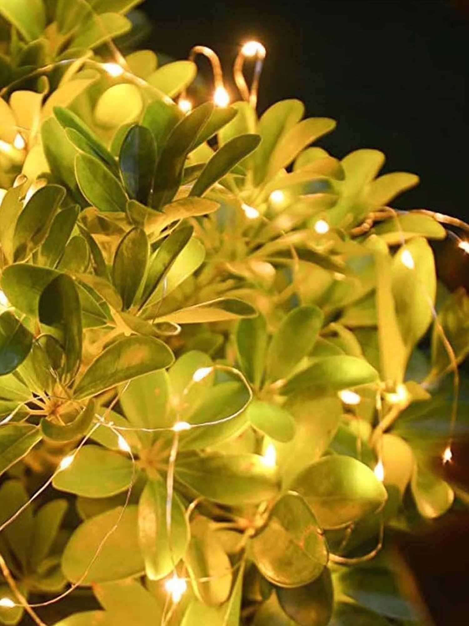 Homesake Yellow Copper 50-Led Fairy String Lights - Set of 4