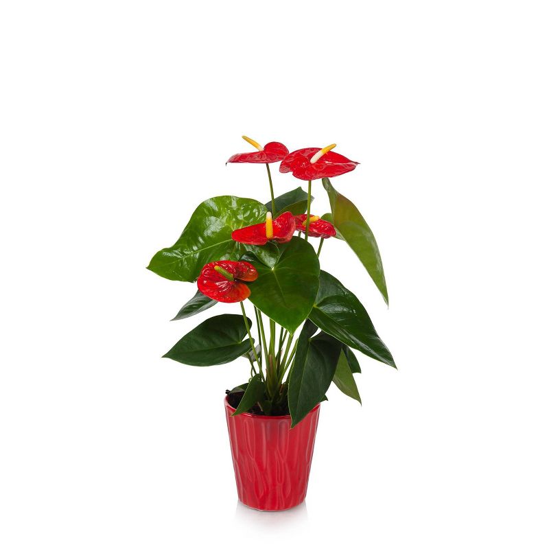 Just Add Ice 5" Red Anthurium in Ceramic